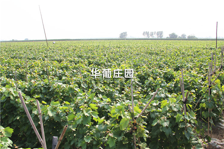 江西省商務(wù)廳黨組書記、廳長猶 王瑩蒞臨我司考察指導(dǎo)